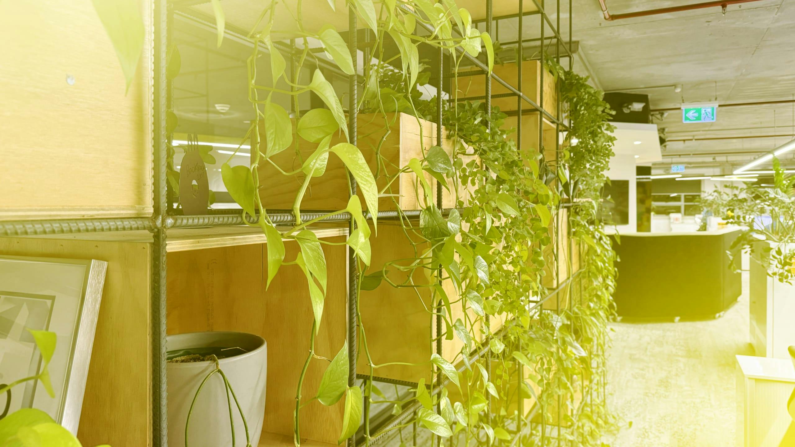 Plants in the AFFINITY offices